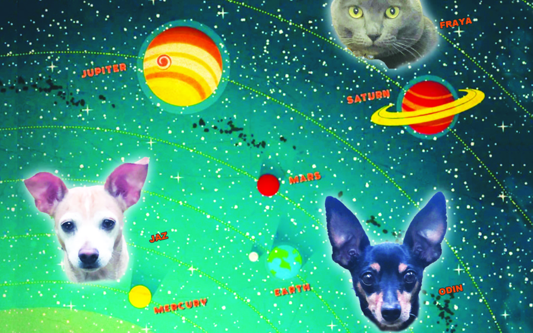 Pets in the universe